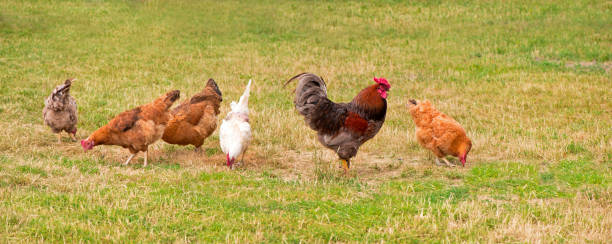 istock Rooster and chickens grazing on the grass 1313950938