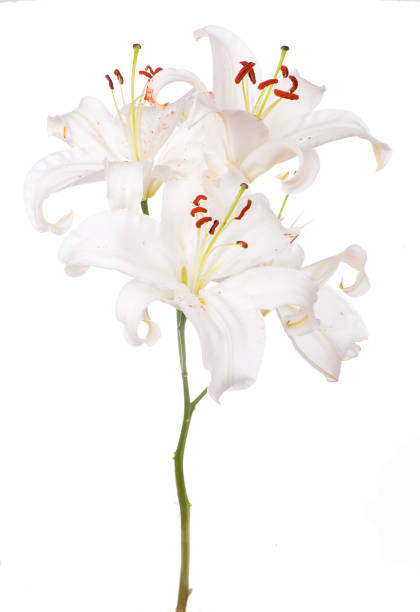 istock Bouquet of white lilies isolated on white 1313951006
