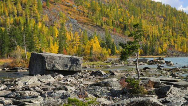 el paisaje del río de montaña. enorme piedra y árbol solitario en la corriente de agua. - autumn water leaf stream fotografías e imágenes de stock