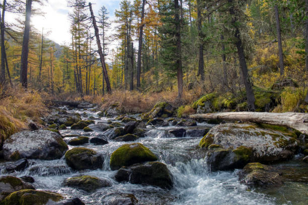 istock Mountain river flowing through the autumn forest. 1313951097