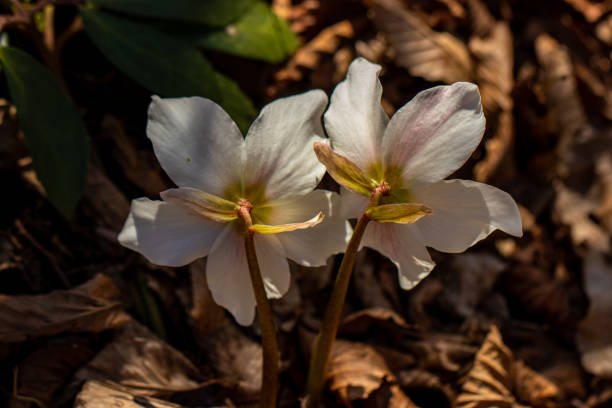istock Hellebores growing in the forest, macro 1313952066