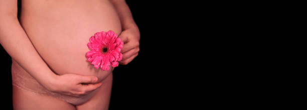 妊娠中の裸の腹と赤いガーベラの花、テキストのためのコピースペース - flower sparse single flower gerbera daisy ストックフォトと画像