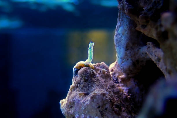 caracol vermetid - praga no tanque de aquário de recifes de coral - sea snail - fotografias e filmes do acervo
