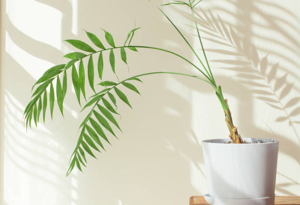 istock Indoor palm tree in a sunny room with a beautiful interior made from natural materials. decorative palm tree in a blue pot, hard shadows on the wall by the window in the morning in the room 1313953806
