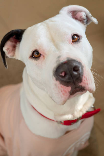 istock Cute White Female Pitbull Beast Dressed Up 1313953850
