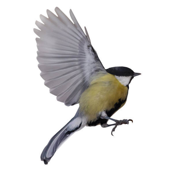 istock flight of isolated on white gold tit 1313955580