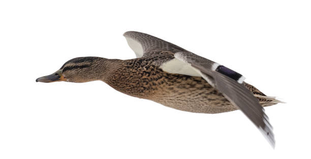 istock brown mallard duck flight on white background 1313955590