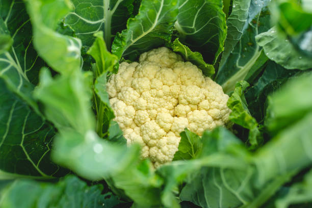 istock Raw cauliflower in the garden close up 1313956136
