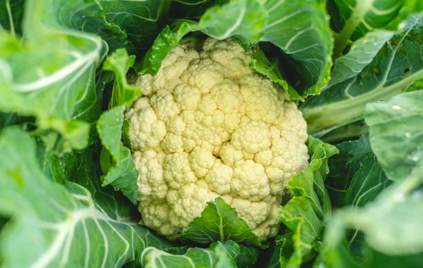 istock Raw cauliflower in the garden close up 1313956138