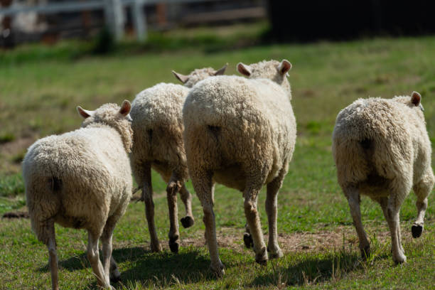 istock A sheep native to New Zealand. 1313956901