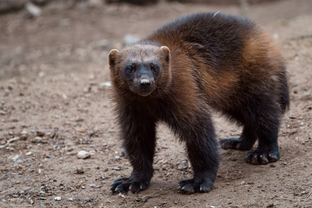 istock Siberian wolverine Gulo Gulo in nature 1313958345