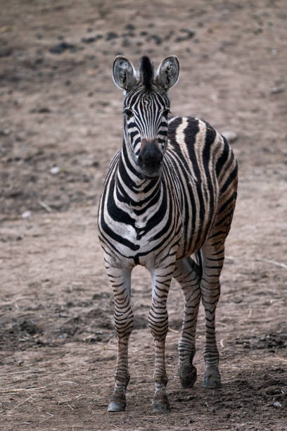 istock Chapman's zebra, Equus quagga chapmani, standing on dry soil 1313958371