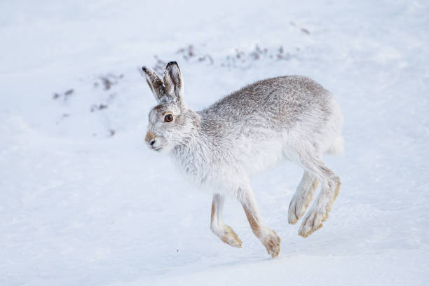 istock Mountain running around in a blizzard in Scotland 1313960680