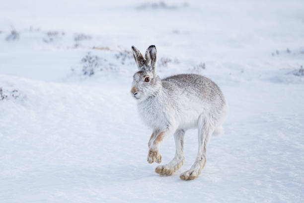 istock Mountain running around in a blizzard in Scotland 1313960682
