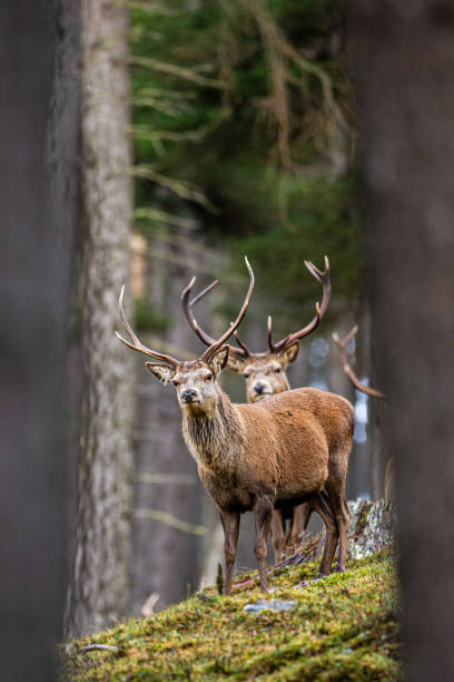 istock Red deer stag walking amongst the pine trees in Scotland 1313960683