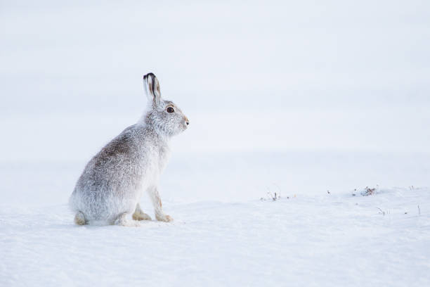 istock Mountain hare sitting in a blizzard in Scotland 1313960693