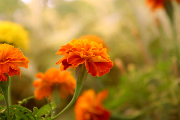 istock African marigold in bloom close-up 1313961626