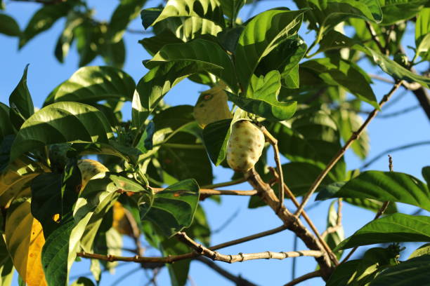 istock Morinda Citrifolia or Mengkudu Fresh Fruit. This Tropical Fruit is Use for Herbal Medicine. 1313963813