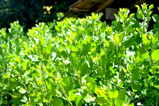 istock green and fresh Pluchea indica 1 1313964133