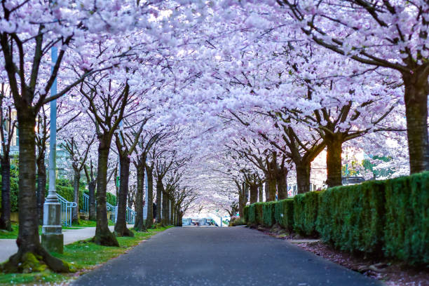 Cherry blossoms covered alley stock photo