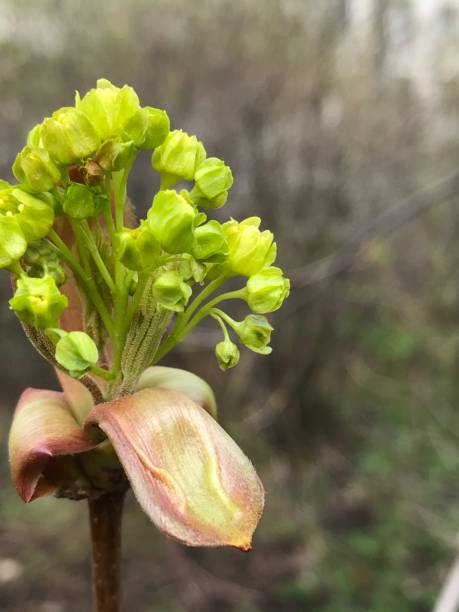 istock New leaves spring nature bud 1313964694