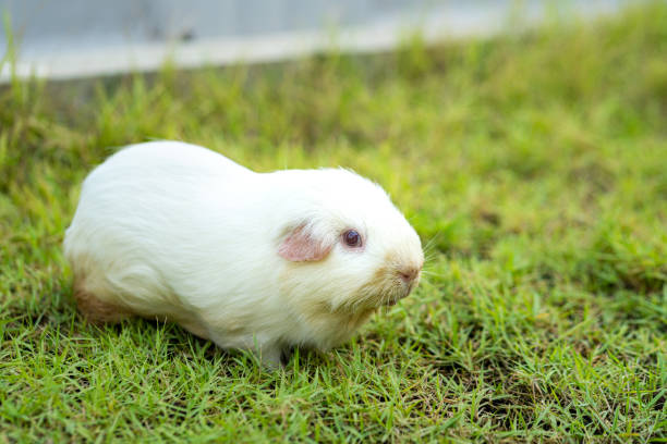 A cutie ragged white cavy guinea pig is freedom running in greenery grass yard. Animal portrait photo.