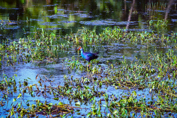 Western swamphen or Purple Moorhen or Porphyrio porphyrio