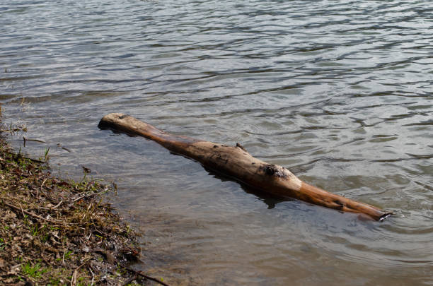 istock Dry log in water. Little waves on the pond. 1313966373