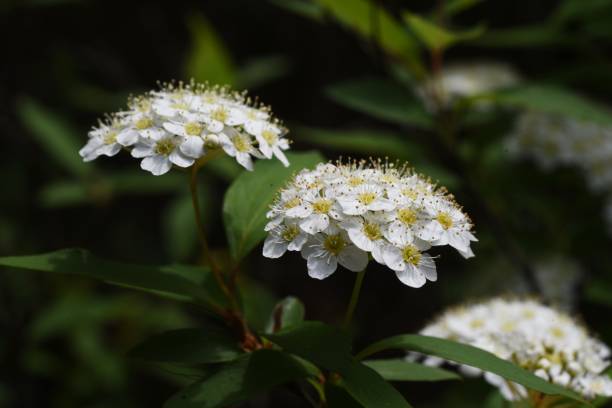 istock Reeves spirea (Spiraea cantoniensis) flowers. 1313968281
