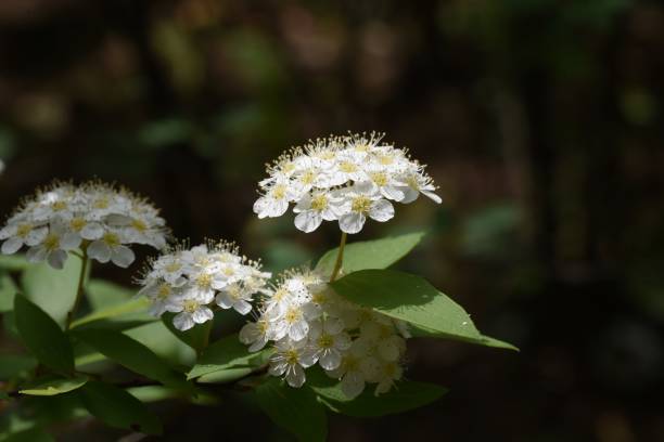 istock Reeves spirea (Spiraea cantoniensis) flowers. 1313968289