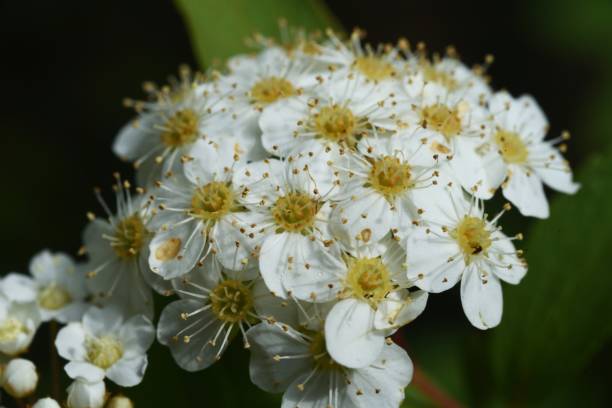 istock Reeves spirea (Spiraea cantoniensis) flowers. 1313968293
