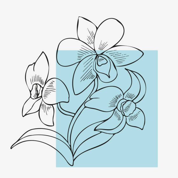 ilustrações, clipart, desenhos animados e ícones de elegante flor de dendrobium em um estilo linear. impressão natural isolada em um fundo branco. elemento floral para o design. eps 10. - magnolia white blossom black