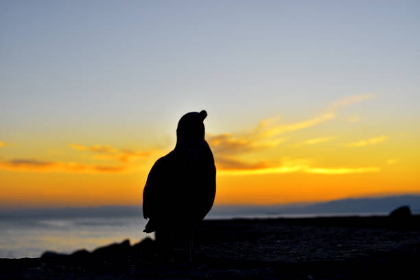istock beautiful seagull at sunset over the sea 1313969814