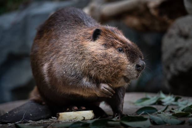 american beaver enjoying a meal. - north american beaver fotos imagens e fotografias de stock