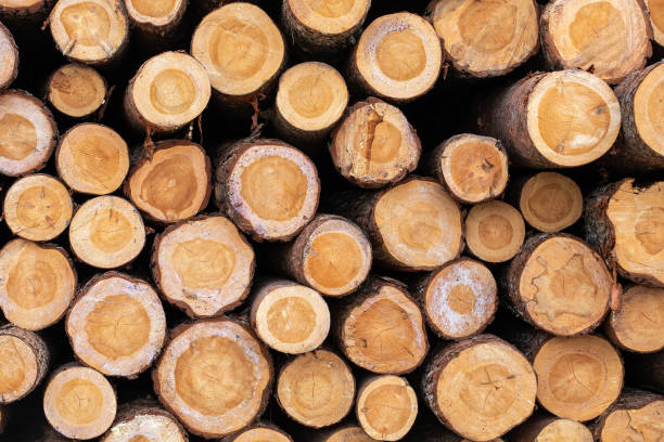 istock Log with bark. Building material and firewood. Stacked 1313970931