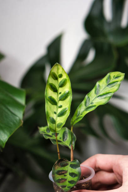 istock Home gardening houseplant background 1313971670