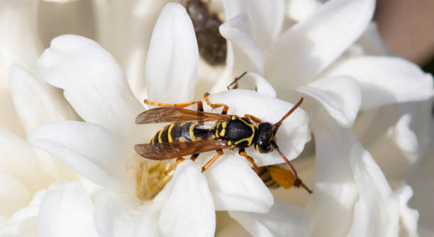 istock Wasp sits on a white flower. An insect on the floor. 1313972019