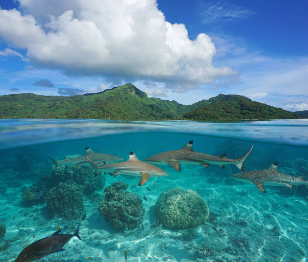 istock French Polynesia island seascape sharks underwater 1313972050