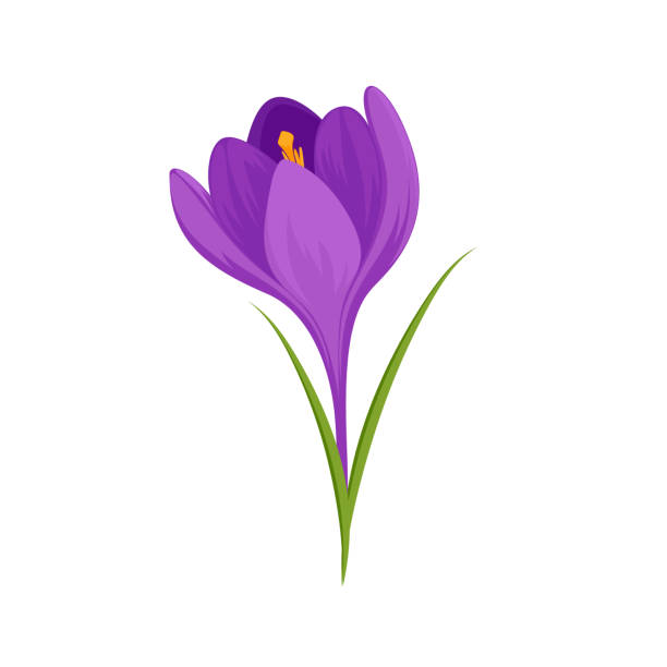 illustrations, cliparts, dessins animés et icônes de vecteur de fleur de crocus avec des feuilles isolées sur le blanc. - crocus