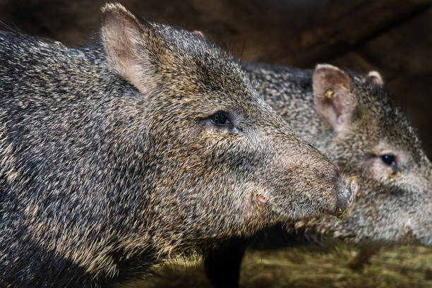 collared peccary aus nächster nähe fotografiert. - nabelschwein stock-fotos und bilder