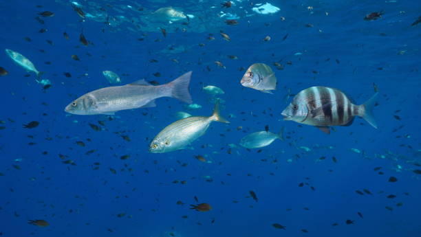 istock Mediterranean sea many fishes underwater 1313973654