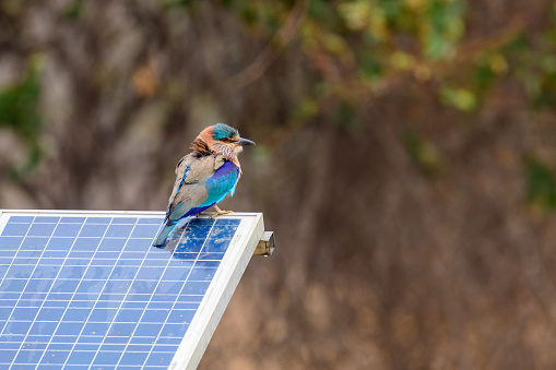 Indian Roller sitting on a solar panel in Tadoba Tiger Reserve, India. These solar panels are used to generate electricity for fetching water using borewell.