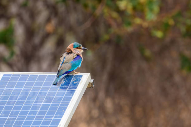 Indian Roller on a solar panel Indian Roller sitting on a solar panel in Tadoba Tiger Reserve, India. These solar panels are used to generate electricity for fetching water using borewell. eurasian jay photos stock pictures, royalty-free photos & images