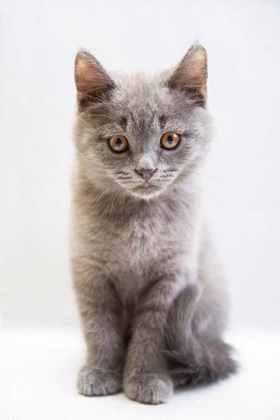 istock cute grey domestic kitten on light background 1313974564