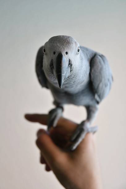 African Grey Parrot Talking Stock Photos, Pictures & Royalty-Free Images -  iStock