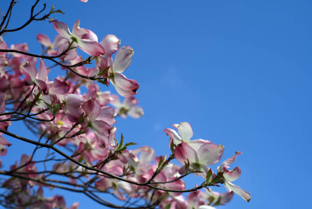istock Blooming flowers on the blue sky background. 1313974978