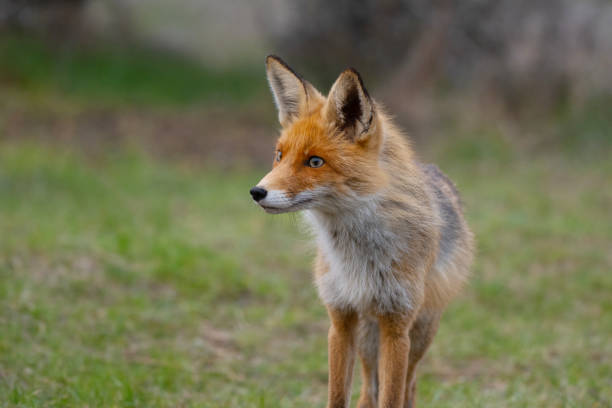 istock A young red fox stands in the grass. Vulpes vulpes 1313975059