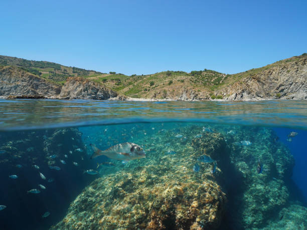 istock Mediterranean sea fish underwater and coastline 1313975254