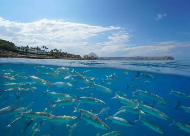 Mediterranean sea a school of grey mullet fish underwater with the coastline near Javea town, split view over and under water surface, Spain, Costa Blanca, Alicante, Valencia