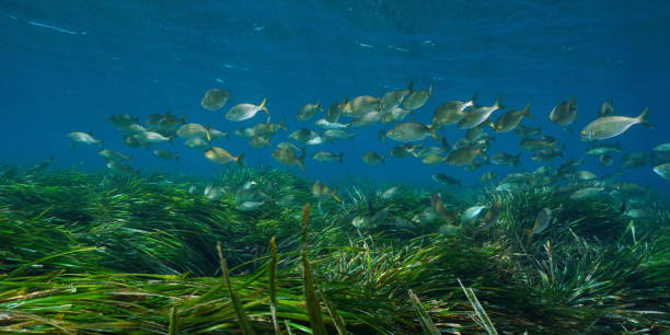 istock Mediterranean sea neptune seagrass with fish 1313976158